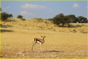 Young male springbok in Kgalagadi Transfrontier Park, Republic of South Africa