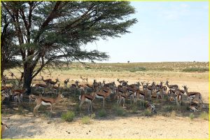 Herd of springbok in Kgalagadi Transfrontier Park, Republic of South Africa