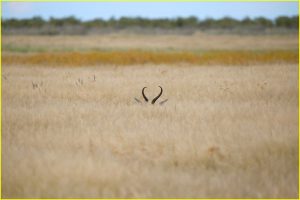 I am not here ! - springbok in Etosha NP, Namibia