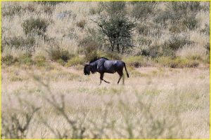 Blue wildebeest in Kgalagadi Transfrontier Park, Republic of South Africa