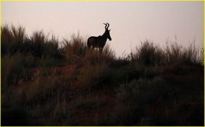 Red hartebeest