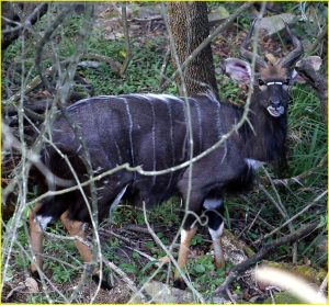 Nyala
