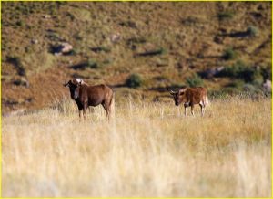 Black wildebeest with a young