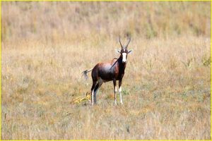 Blesbok