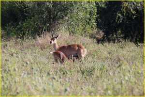 Common duiker