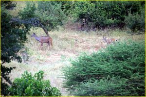 Female kudu with a baby