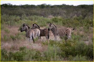 Zebras in Etosha NP, Namibia
