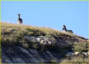 Zebras in Golden Gate Highlands Park, RSA