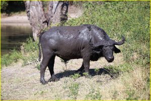 Cape Buffalo after the bath, Chobe NP, Botswana