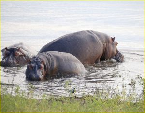 Hippos in Chobe River, Botswana