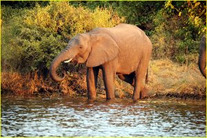 Elephants at Chobe River waterfront, Chobe NP, Botswana
