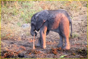 Elephants at Chobe River waterfront, Chobe NP, Botswana