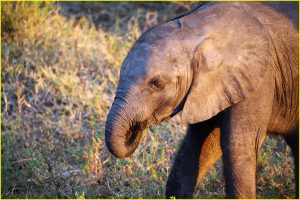 Elephants at Chobe River waterfront, Chobe NP, Botswana