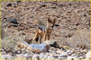 Blackbacked jackal