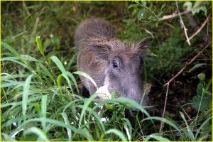 Warthog