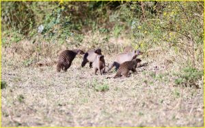 Banded mongoose