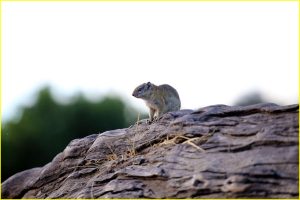 Tree squirrel