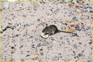 African striped mouse