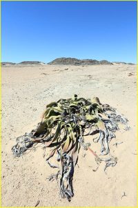 Welwitschia - unusual plant endemic to Namib Desert