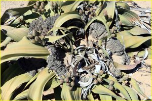 Welwitschia - unusual plant endemic to Namib Desert