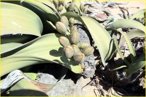 Welwitschia - unusual plant endemic to Namib Desert