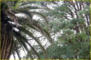 Unusual co-location of deciduous tree with needle-like leaves with a palm tree