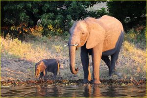 At Chobe National Park riverfront, Botswana