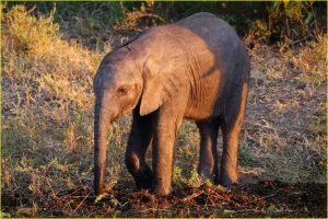 At Chobe National Park riverfront, Botswana