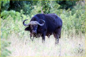 African (Cape) buffalo, Chobe National Park riverfront, Botswana
