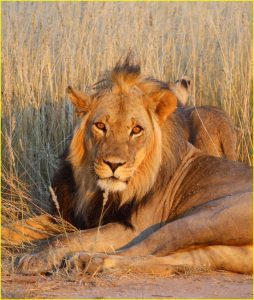 In Kgalagadi Transfrontier Park, Republic of South Africa