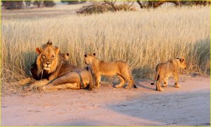 In Kgalagadi Transfrontier Park, Republic of South Africa