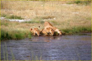 Trisome at Aus waterhole in Etosha National Park, Namibia