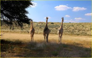 Another trisome in Kgalagadi Transfrontier Park, Republic of South Africa