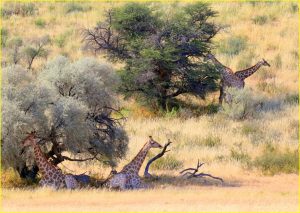 In Kgalagadi Transfrontier Park, Republic of South Africa