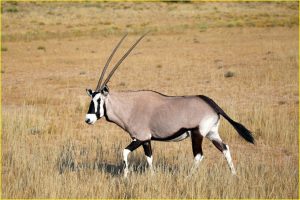 Gemsbok in Kgalagadi Transfrontier Park, Republic of South Africa