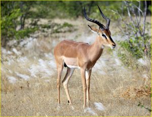 Blackfaced impala in Kgalagadi Transfrontier Park, Republic of South Africa
