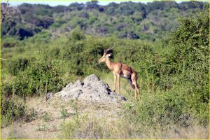 Blackfaced impala in Chobe National Park riverfront, Botswana