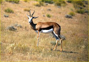 Springbok in Kgalagadi Transfrontier Park, Republic of South Africa