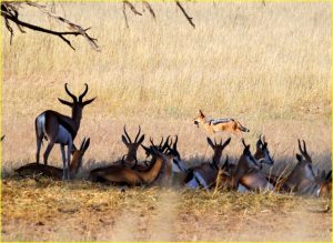 Herd of springboks wearily watches blackbacked jackal with a catch, Kgalagadi Transfrontier Park, RSA