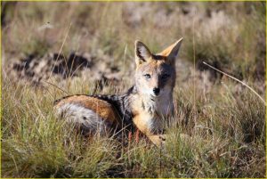 Blackbacked jackal in Golden Gate Highlands NP, Republic of South Africa