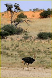 Male ostrich in Kgalagadi Transfrontier Park, Republic of South Africa