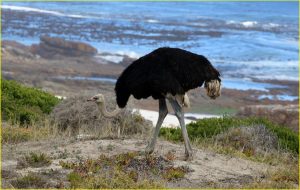 Male ostrich in Cape of Good Hope Nature Reserve, Republic of South Africa