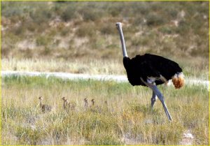 Male ostrich with chicks in Kgalagadi Transfrontier Park, Republic of South Africa