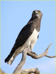 Black-chested snake eagle in Kgalagadi Transfrontier Park, Republic of South Africa