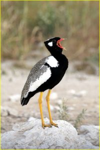 Northern black korhaan in Etosha National Park, Namibia
