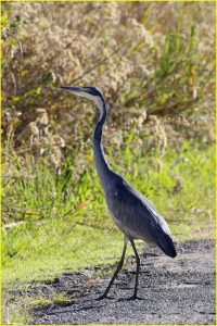 Black-headed heron in Mantenga Nature Reserve, Swaziland