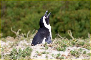 African penguin at Boulders colony near Cape Tow, Republic of South Africa
