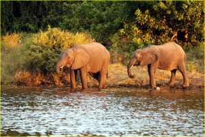 At Chobe National Park riverfront, Botswana