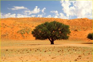 Elim dune in Sossusvlei area of Namib-Naukluft Park, Namibia