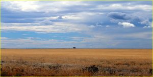 Landscape in Etosha National Park, Namibia